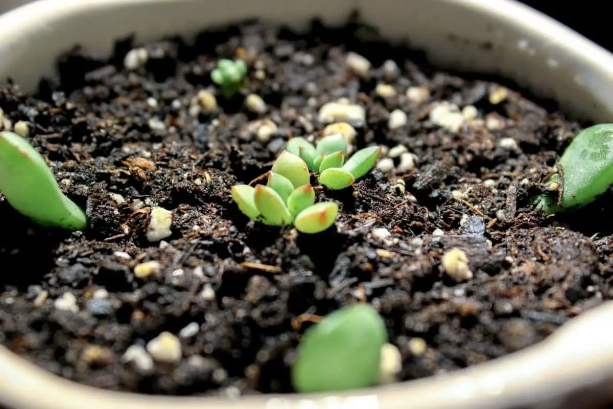 How To Save A Rotting Succulent – A Practical Guide