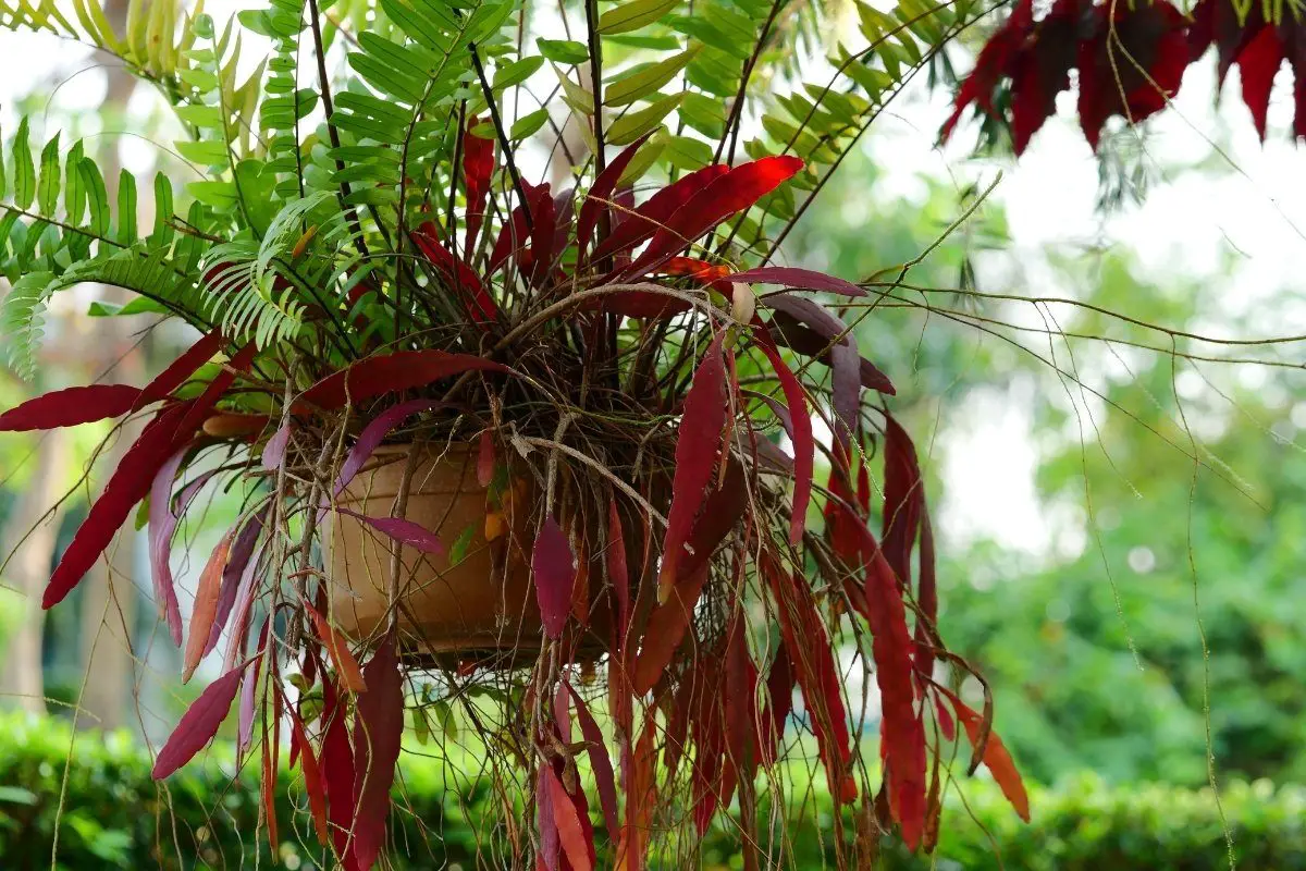 How to Care for Ferns in Hanging Baskets