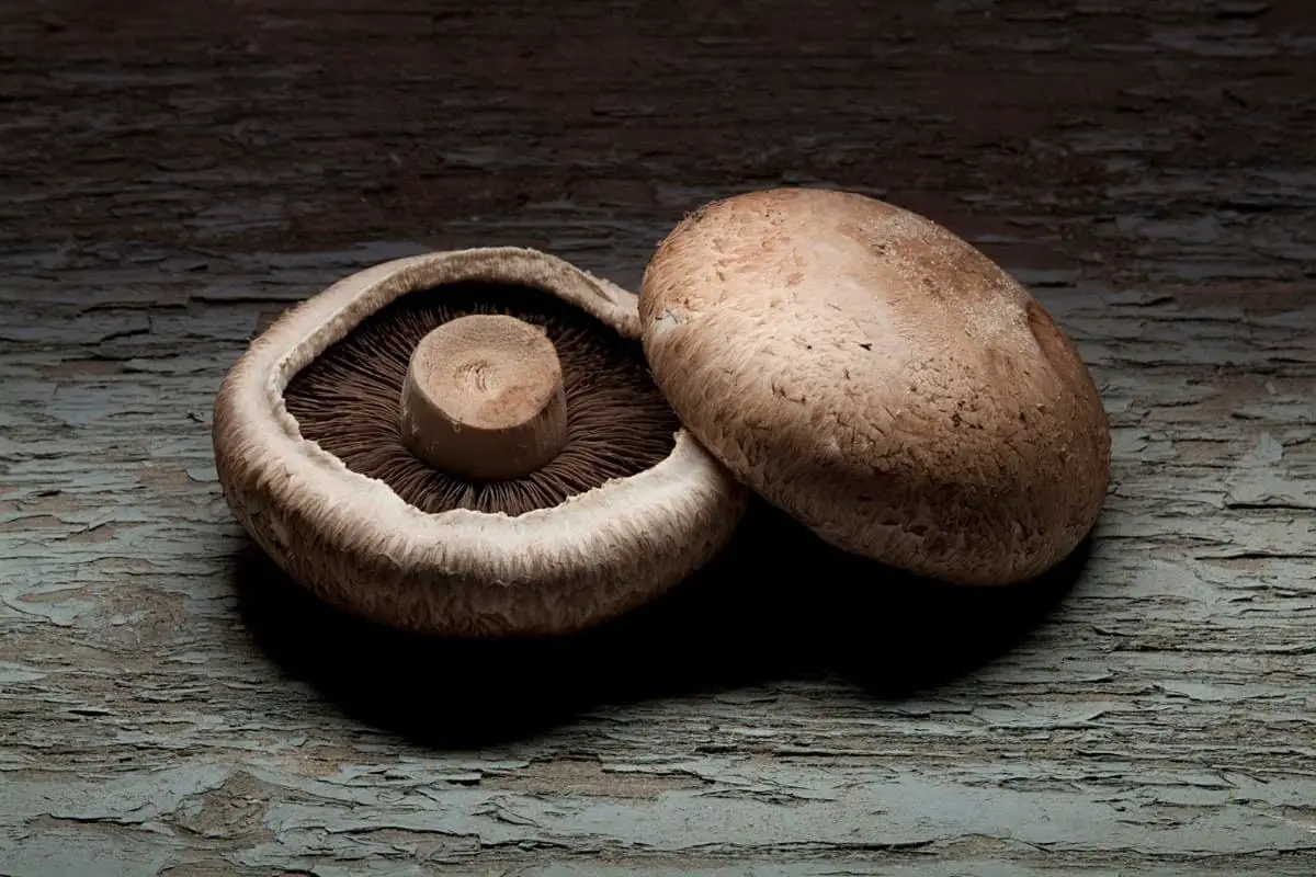 How to Grow Portobello Mushrooms from Store Bought