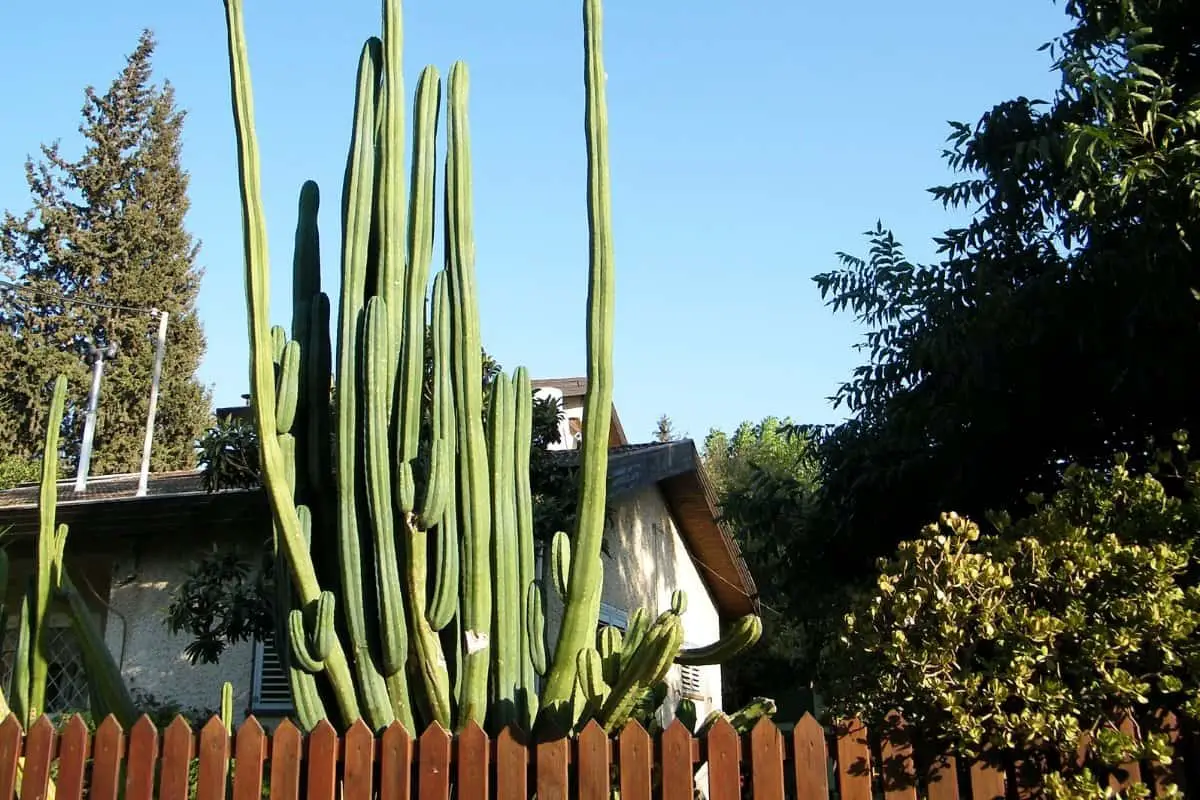 Tasa de crecimiento del cactus San Pedro - Información importante