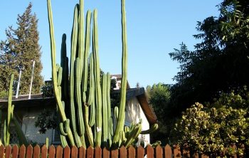San Pedro Cactus Growth Rate – Important Info