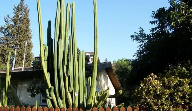 San Pedro Cactus Growth Rate – Important Info