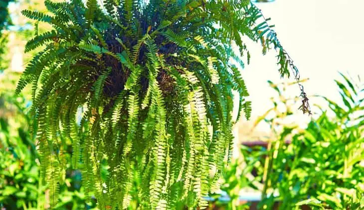 Care of Boston Fern Outdoors - A Guide