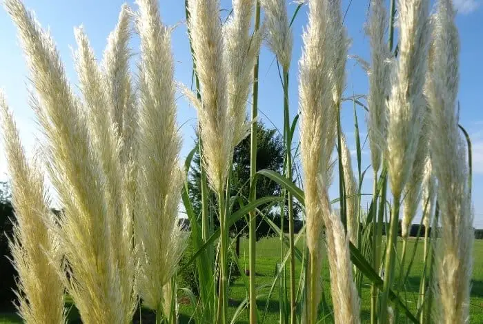 Choosing the Right Conditions for Pampas Grass