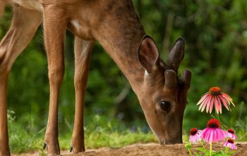 Do deer eat coneflowers - A Gardener's Guide