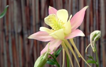 Growing columbine in containers