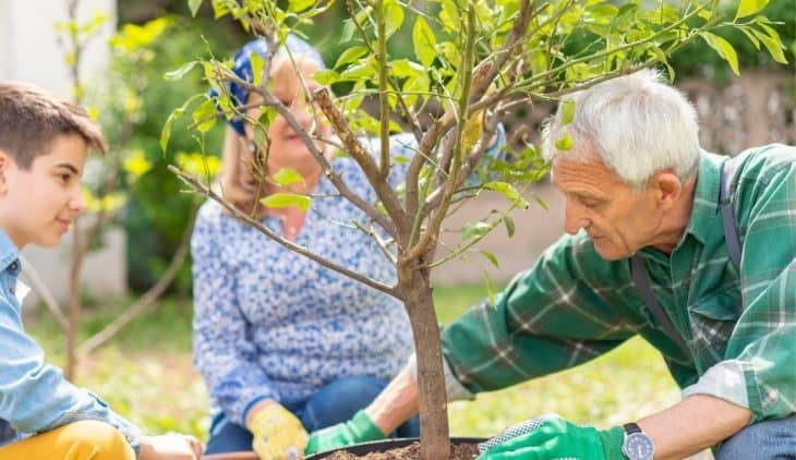 How To Plant A Lemon Tree Outdoors