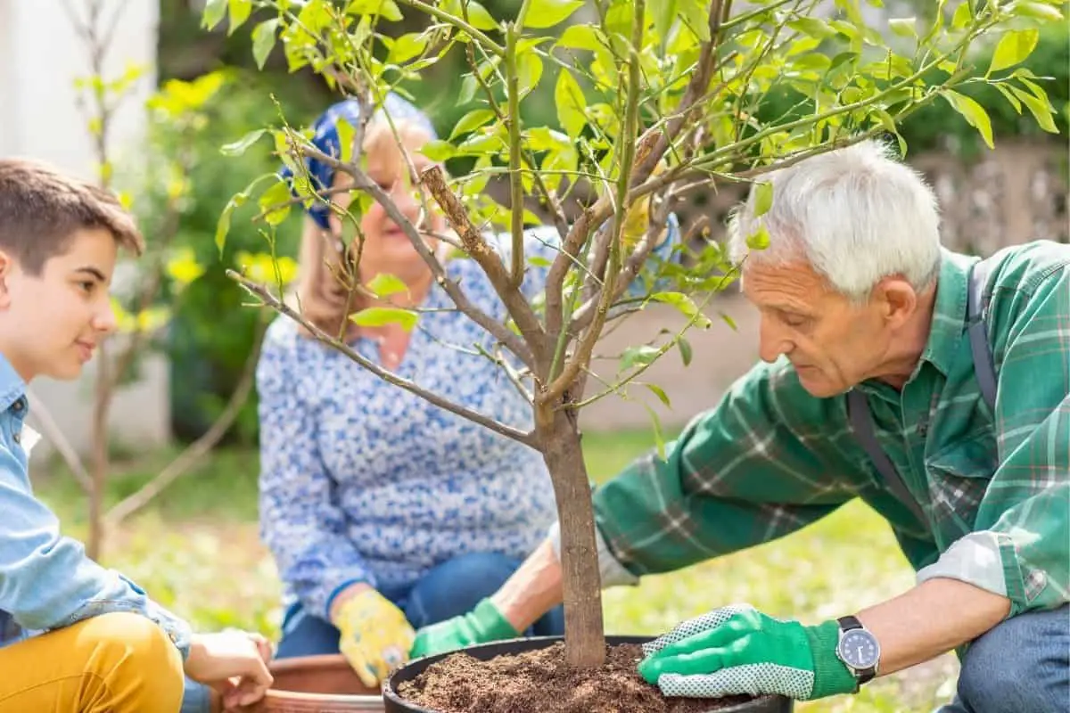 How To Plant A Lemon Tree Outdoors