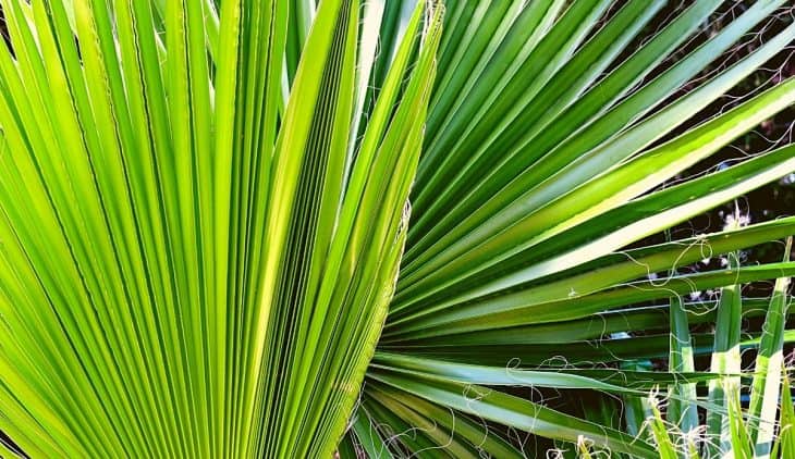 How fast do windmill palm trees grow