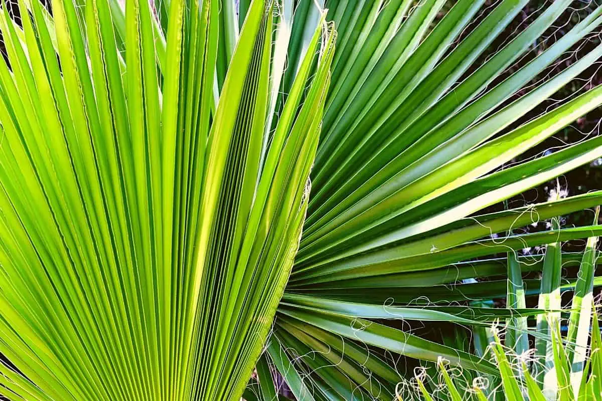 How Fast Do Windmill Palms Grow? 