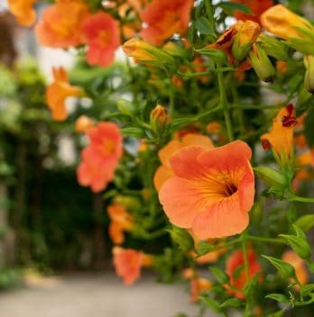 How to Get Rid of Trumpet Vine