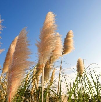 How to get seeds from pampas grass