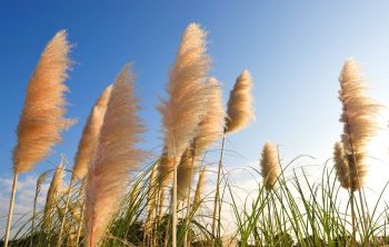 How to get seeds from pampas grass