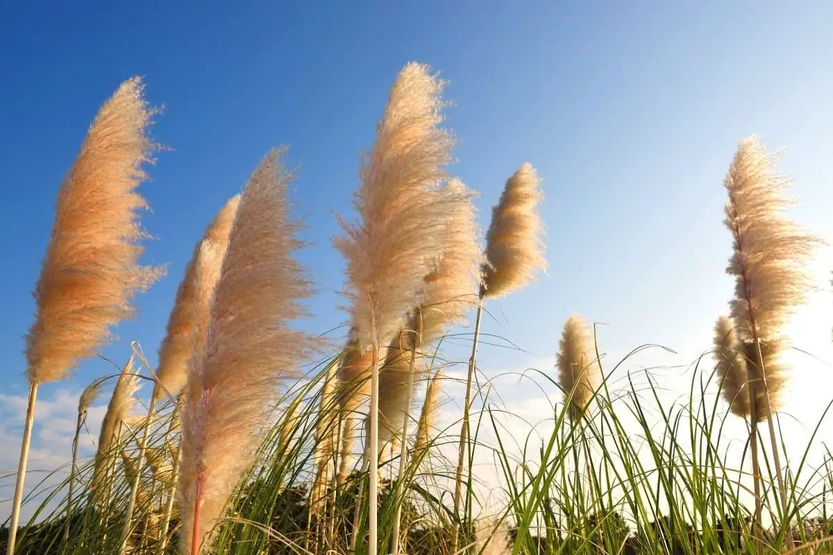 How To Get Seeds From Pampas Grass   Gardening Dream