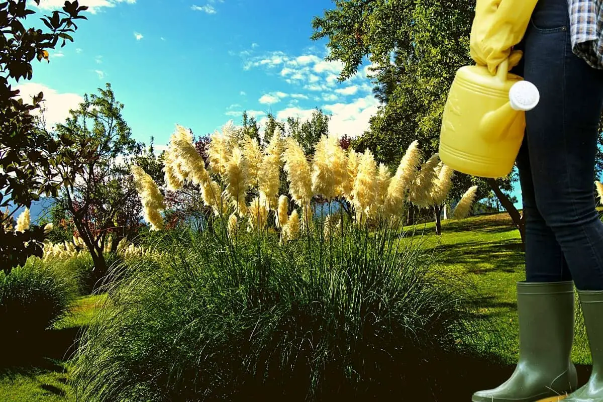 How to maintain pampas grass