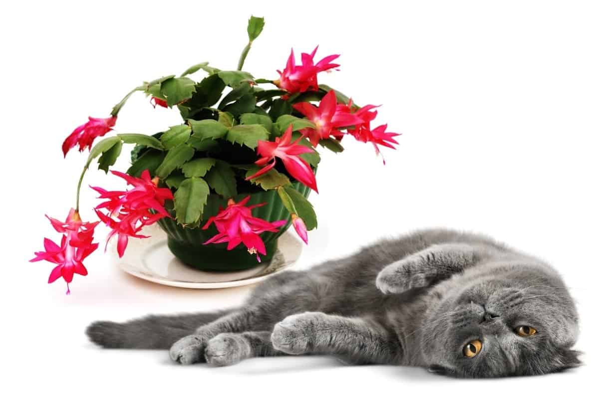 Is Christmas Cactus Poisonous to Cats