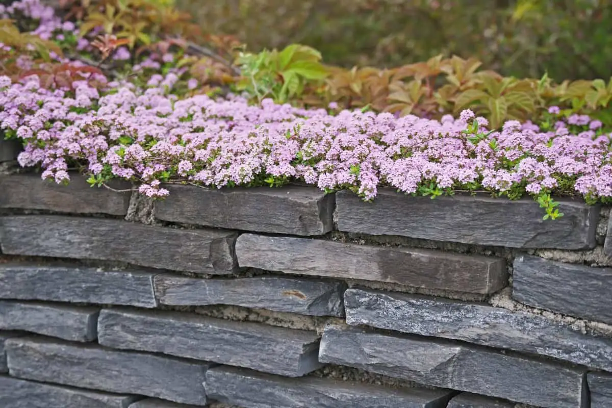 Is creeping thyme invasive or manageable?