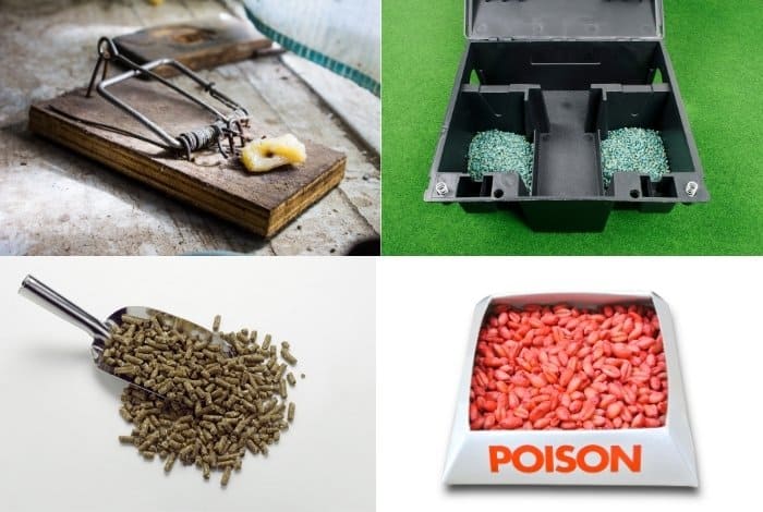 Types of Rat Poison