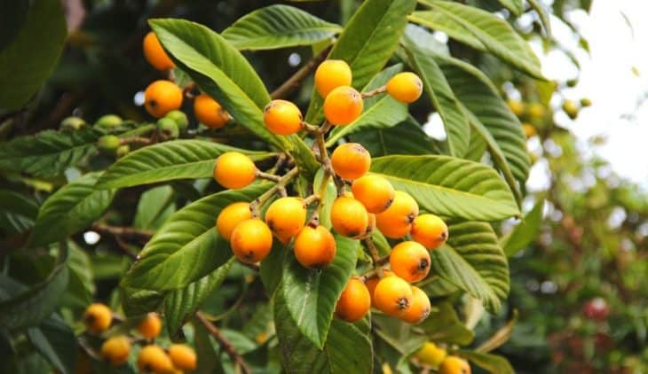 Growing Loquat Trees In Pots – A Complete guide