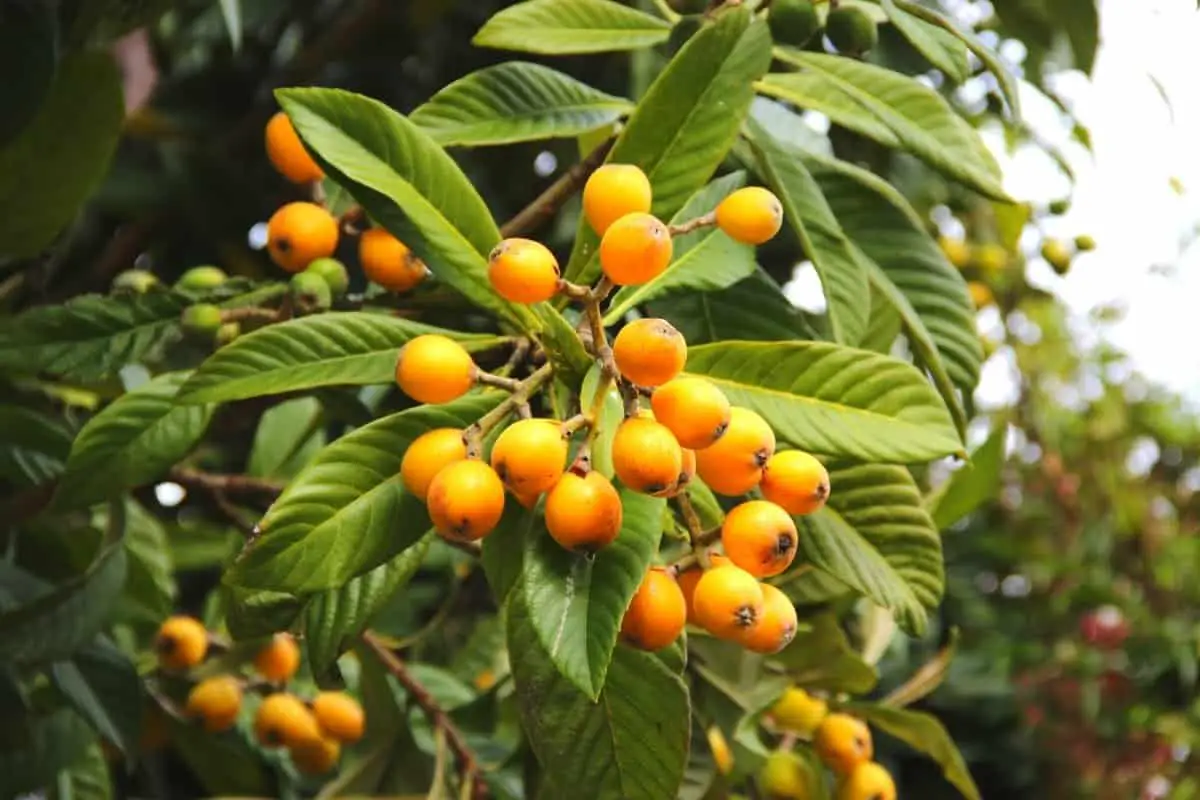 Growing Loquat Trees In Pots – A Complete guide