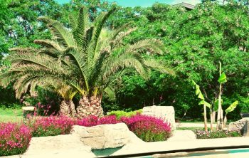 How To Care For Palm Trees Outdoors