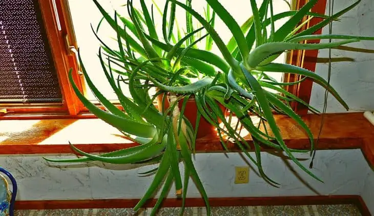 Repotting Aloe Vera With Long Stem - A Quick Guide
