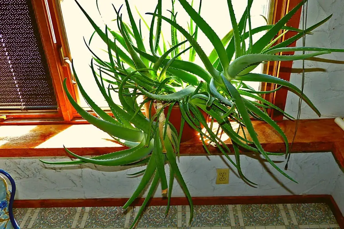 Repotting Aloe Vera With Long Stem   A Quick Guide   Gardening Dream