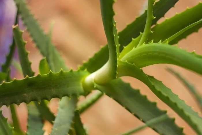 What to Do If Your Aloe Vera Stem is too Long