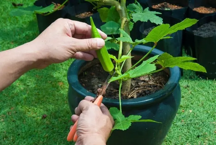 A Note About Growing Okra