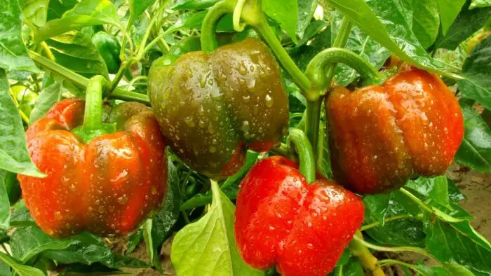 bell pepper plants per person