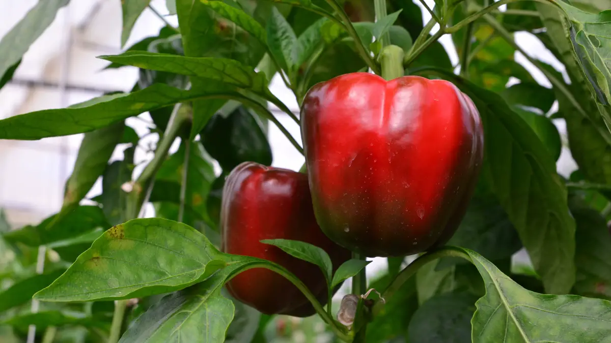 how many red peppers can one plant produce