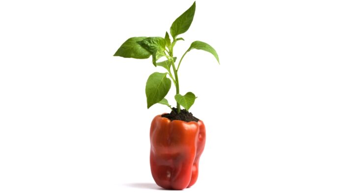 red peppers can one plant produce