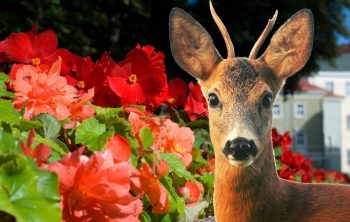 Do Deer Eat Begonias - A General Study