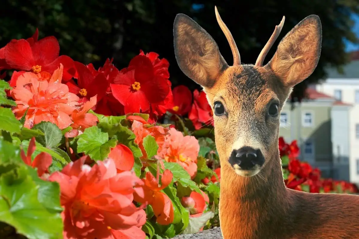 Do Deer Eat Begonias - A General Study