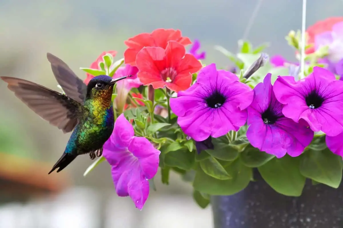Do Hummingbirds Like Petunias