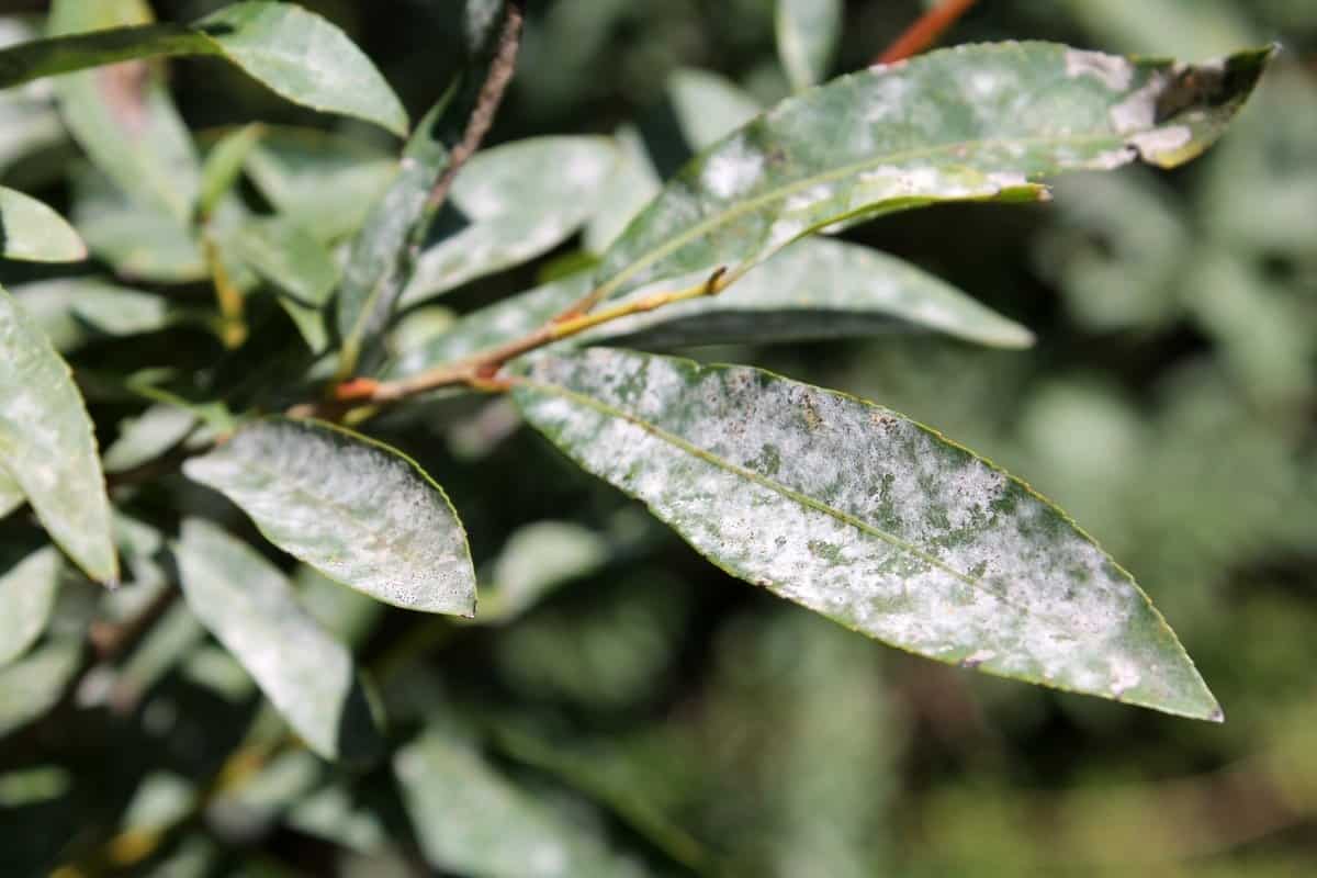 Early Signs of White Powdery Mildew - What to Expect