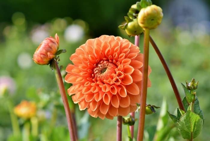 Facts about Dahlias