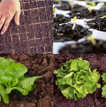 Growing lettuces from seed – Step by Step Guide