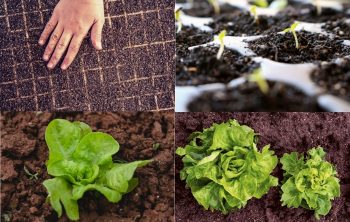 Growing lettuces from seed – Step by Step Guide