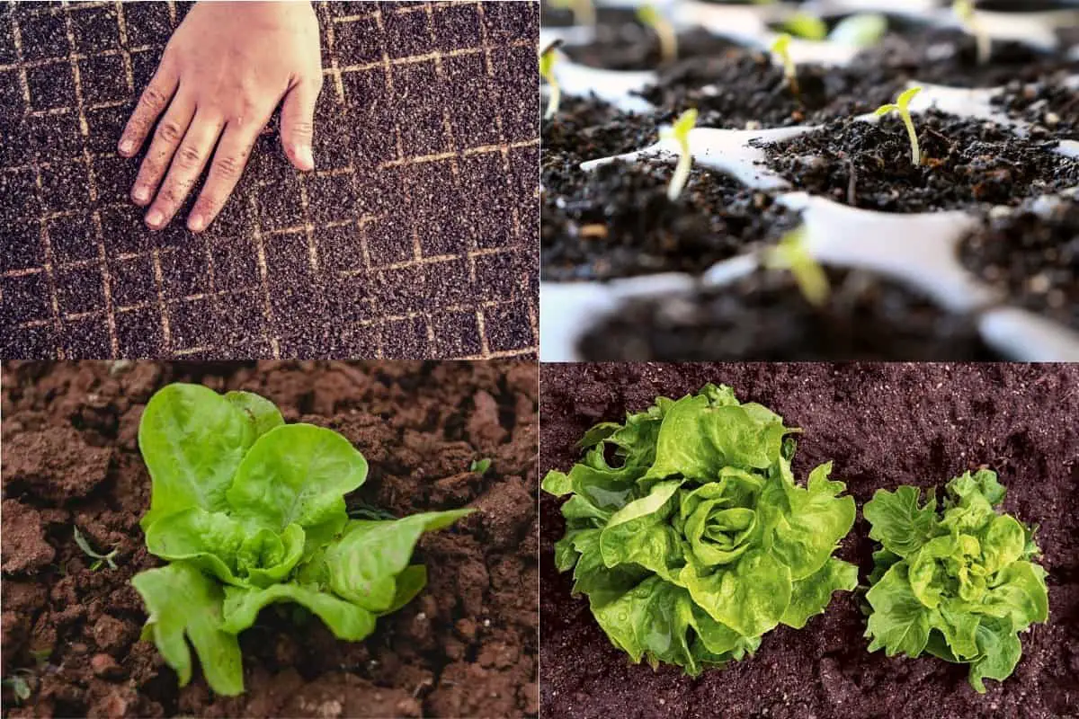 lettuce growing stages