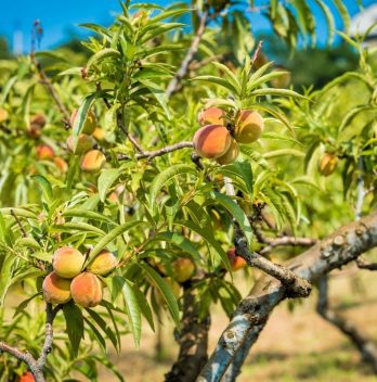 How Big Do Peach Trees Get?