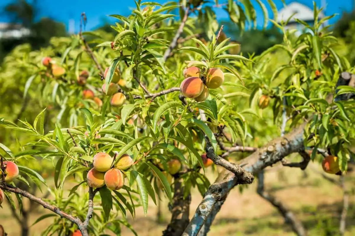 How Big Do Peach Trees Get?