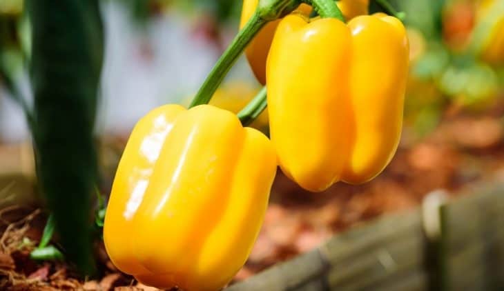 How Many Bell Peppers per Plant