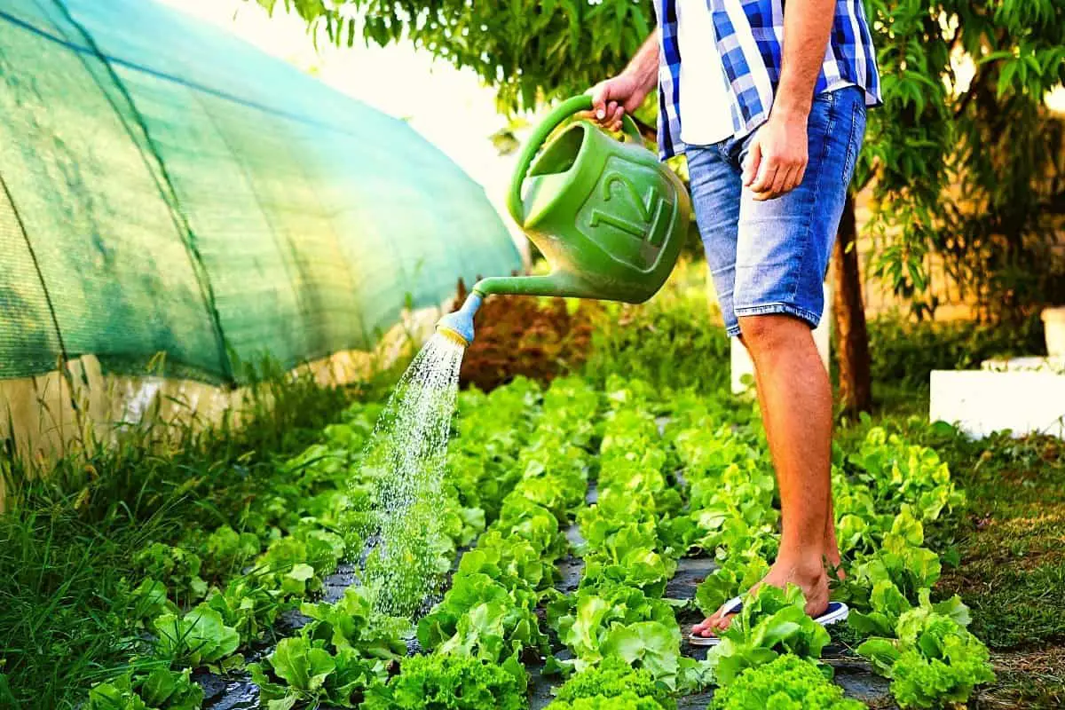 How Often Should You Water A Vegetable Garden
