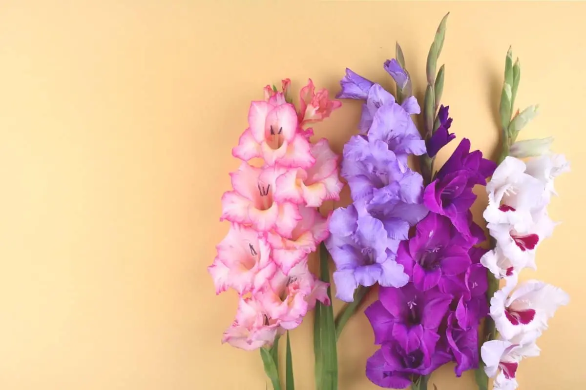 How To Plant Gladiolus – A Step by Step Guide 