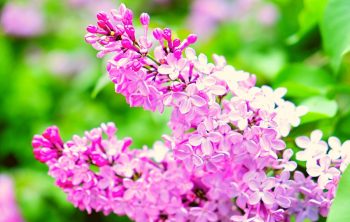 How long do Lilacs Bloom – A Clear Guide