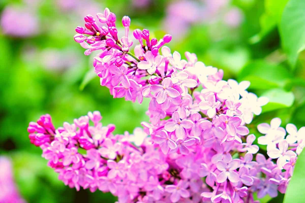 How long do Lilacs Bloom – A Clear Guide