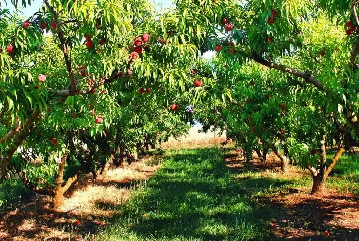 Peach Trees - How Big Do They Get
