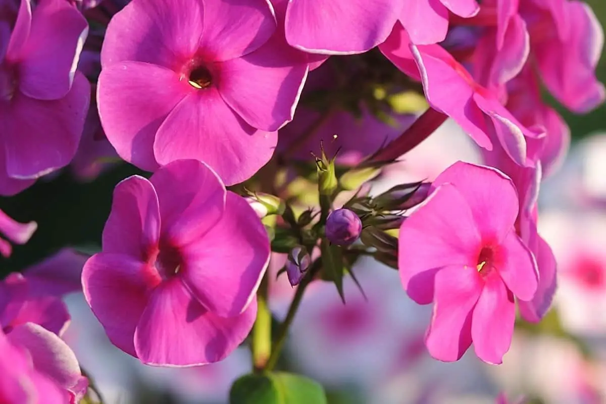 What Do Phlox Seeds Look Like – A General View   Gardening Dream