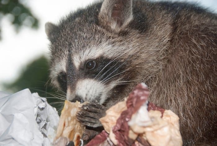 What Do Raccoons Eat
